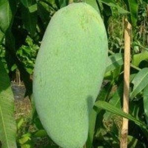 Bibit Mangga Golek