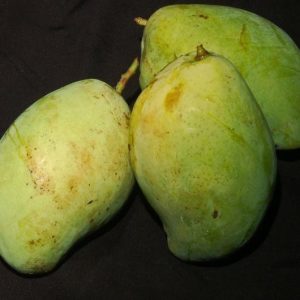 Bibit Mangga Indramayu