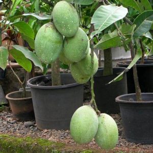 Bibit Mangga Madu Anggur
