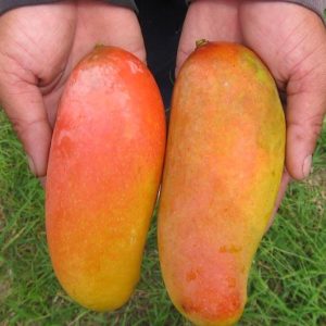 Bibit Mangga Pelangi (Mahachanok)
