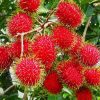 Bibit Rambutan Brahrang (Binjai)