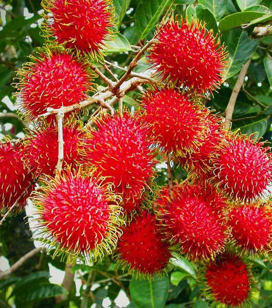 Bibit Rambutan Brahrang (Binjai)