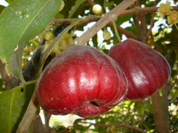 buah jambu air black kingkong
