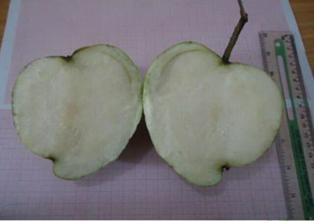 buah jambu bipara oleh: Mulia Tani