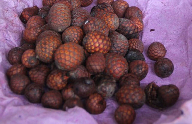 buah rotan jernang