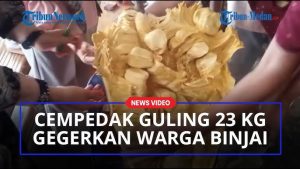 Cempedak Guling: Varietas Cempedak Raksasa Asal Binjai