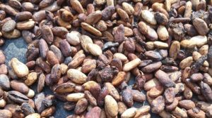 Harga Kakao Hari Ini Per Kg