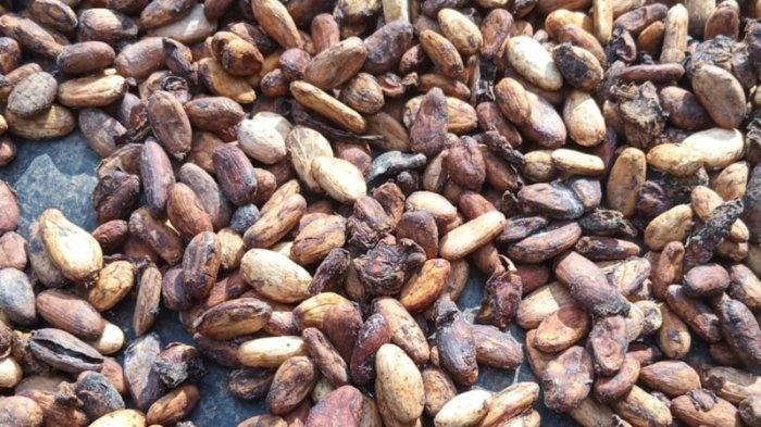 Harga Kakao Hari Ini Per Kg