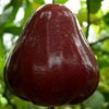 Bibit Jambu Air Black Diamond