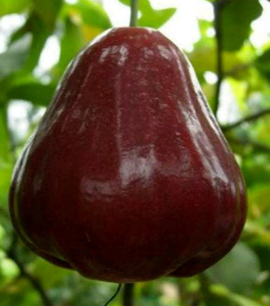 Bibit Jambu Air Black Diamond