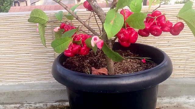 jambu kancing dalam pot
