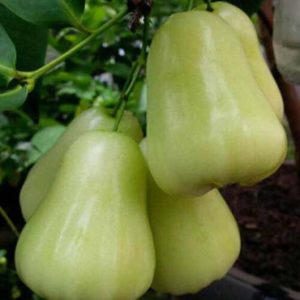 Bibit Jambu Air Madu Deli Hijau