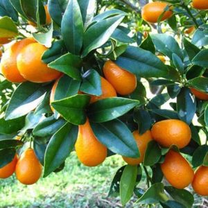 Bibit Jeruk Kumquat Nagami
