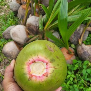 Bibit Kelapa Wulung