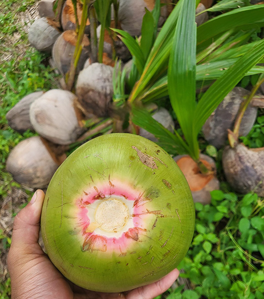 Bibit Kelapa Wulung