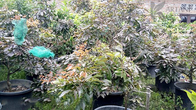 kelengkeng merah dalam pot