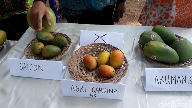 mangga hibrid Agri Gardina 45