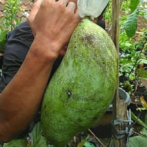 Bibit Mangga Mahatir