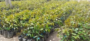 Merawat Bibit Tanaman Buah