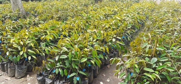 Merawat Bibit Tanaman Buah