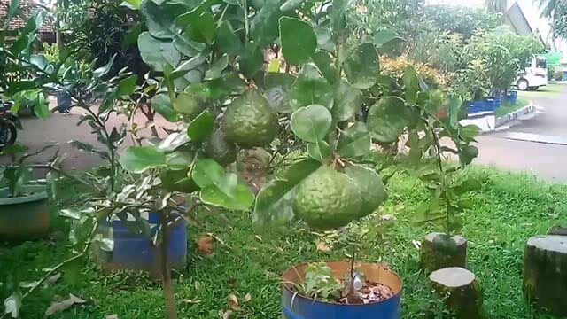 jeruk purut dalam pot